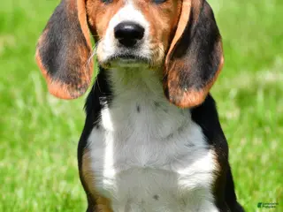 Beagle dogs for sale: Macy - Ad 2