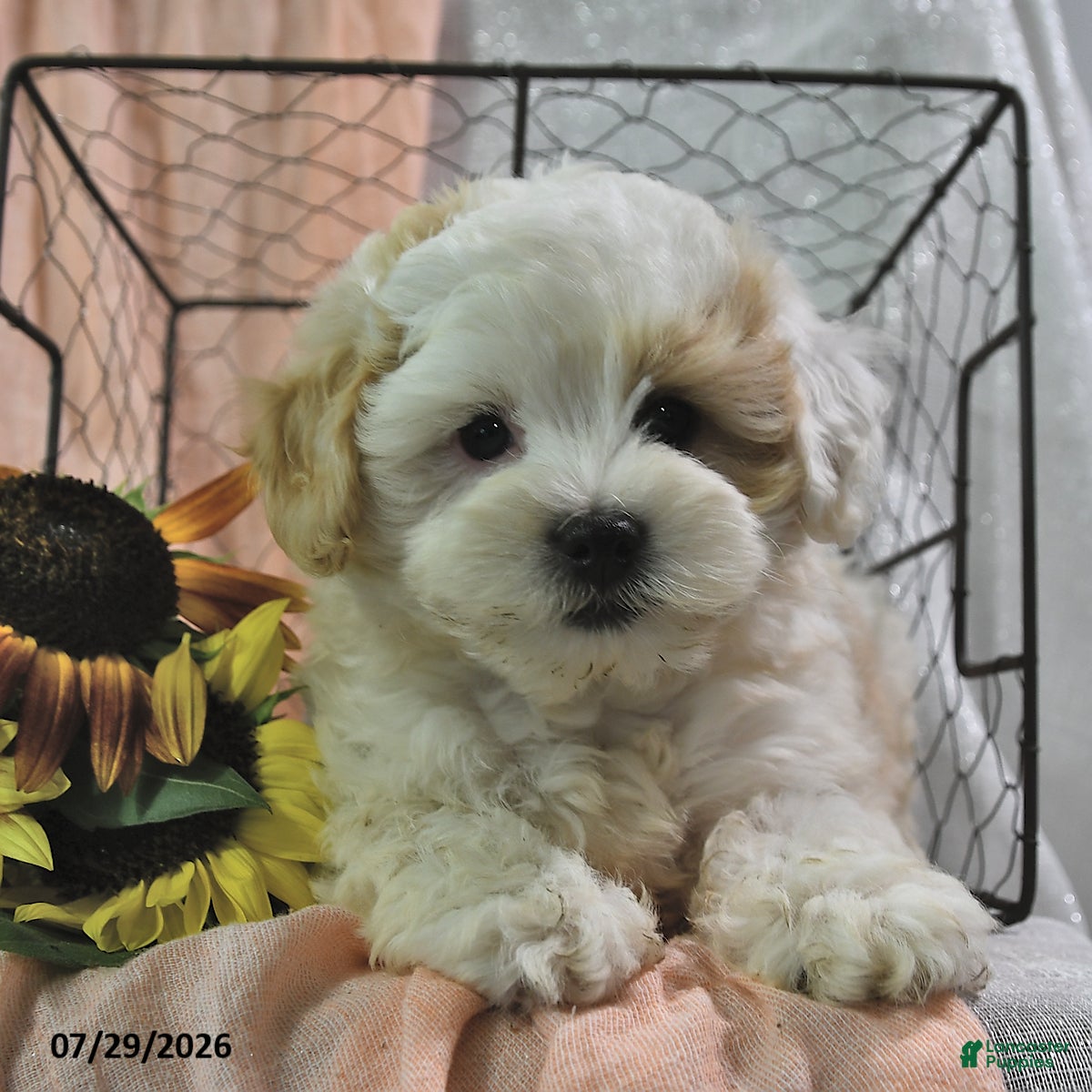 Shihpoo dogs Selena - Ad 1