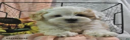 Shihpoo dogs for sale: Selena - Ad 1