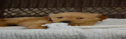 Golden Retriever dogs for sale: Hunter - Ad 3