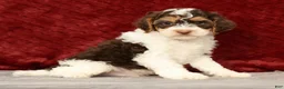 Cavapoo dogs for sale: Wyatt - Ad 4