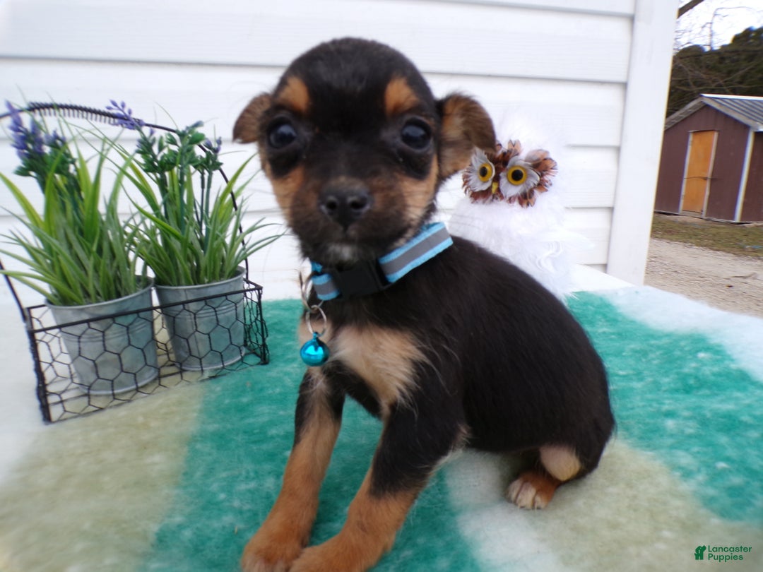 Mixed Breed dogs for sale: Mixed Breed Puppy 2 Telina - Ad 3