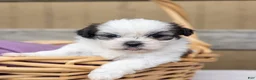 Teddy Bear dogs for sale: Lilac - Ad 1