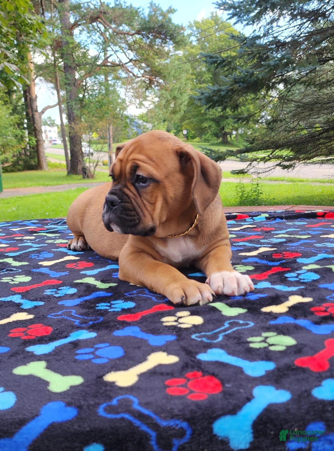 Mixed Breed dogs ZION - Ad 5