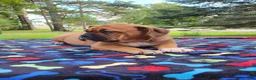 Mixed Breed dogs for sale: ZION - Ad 1