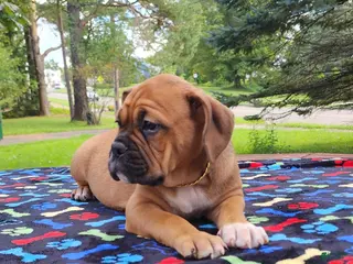 Mixed Breed dogs ZION - Ad 5