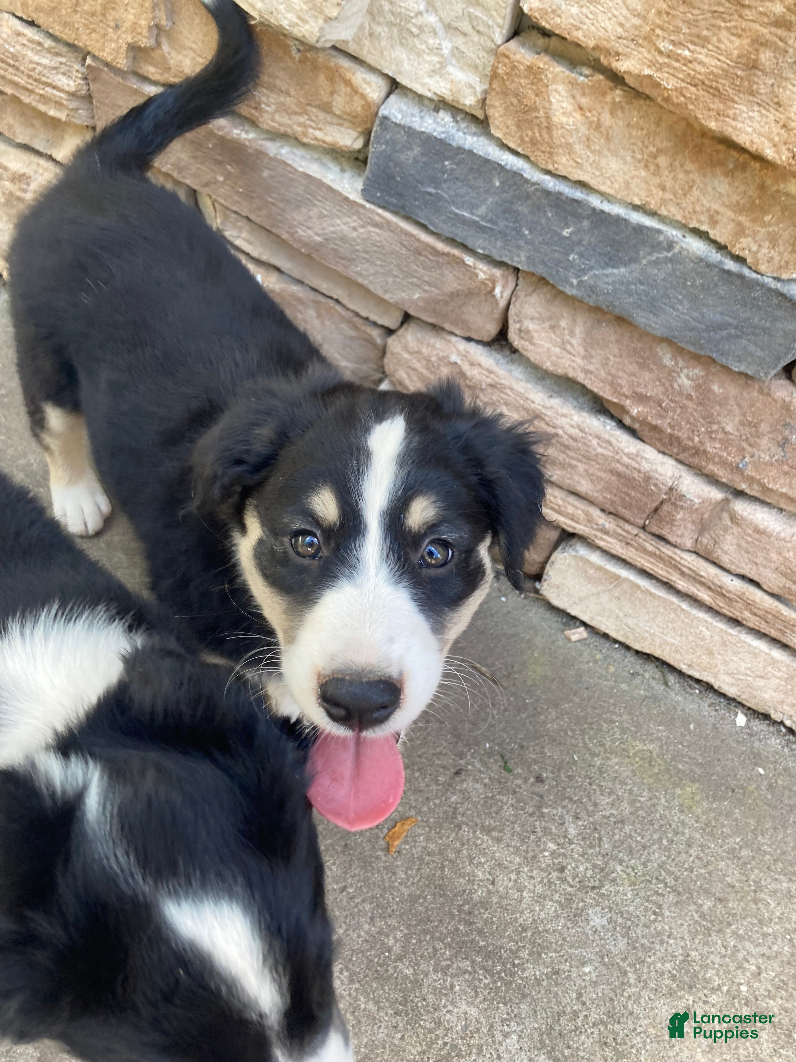 Australian Shepherd dogs Brooke  - Ad 19