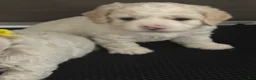 Mini Goldendoodle dogs for sale: Mini Goldendoodle 2 - Ad 17
