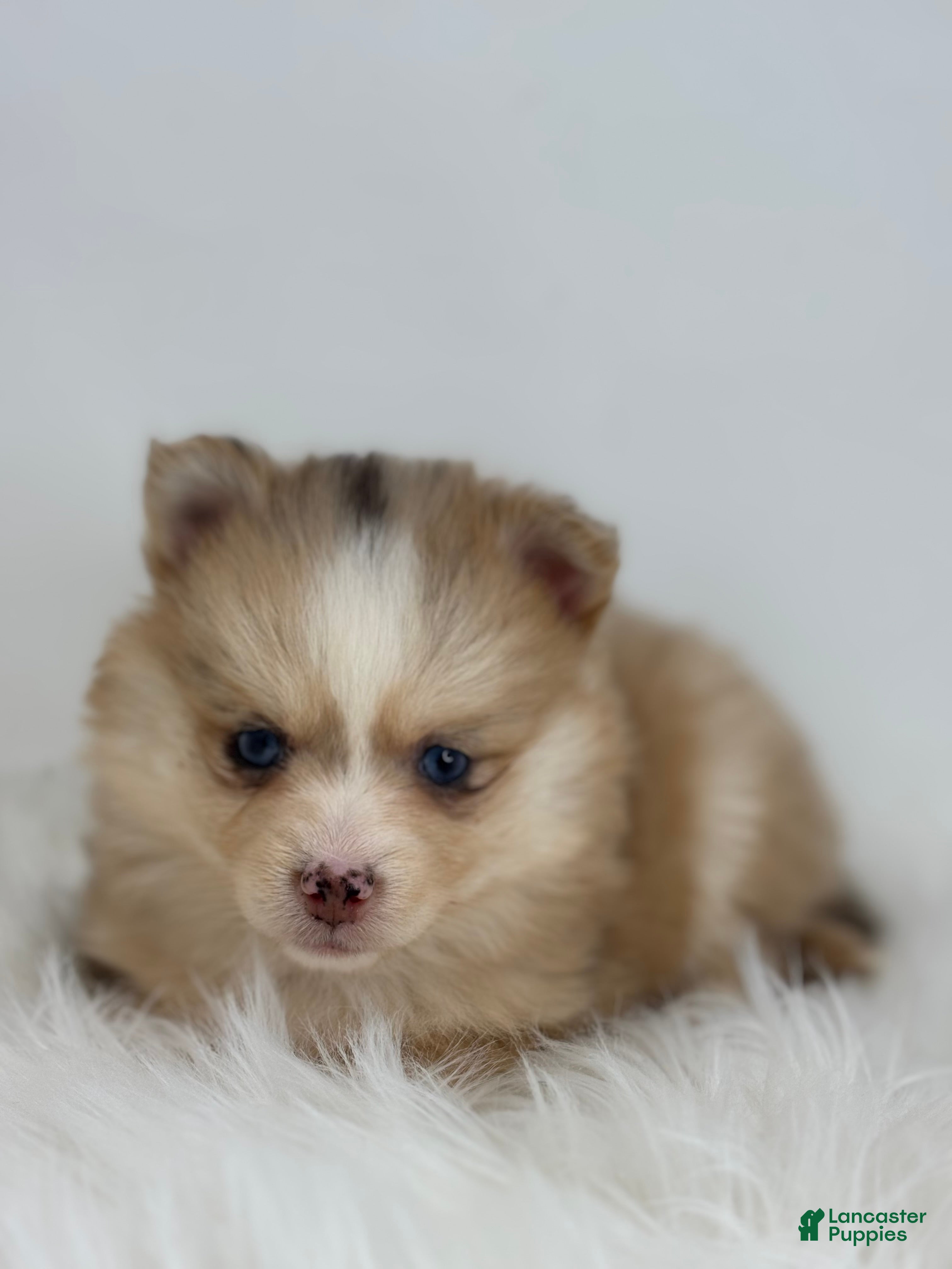 Pomsky dogs Hannah - Ad 2