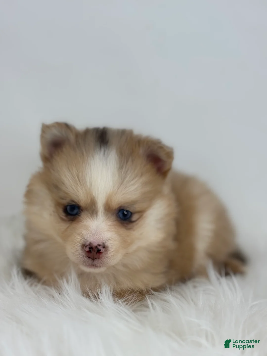 Pomsky dogs for sale: Hannah - Ad 2