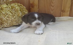 English Springer Spaniel dogs for sale: Matthew - Image 2