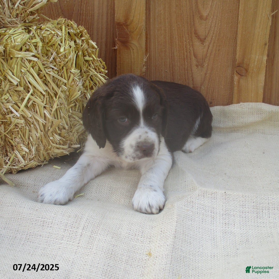 English Springer Spaniel dogs for sale: Matthew - Image 2