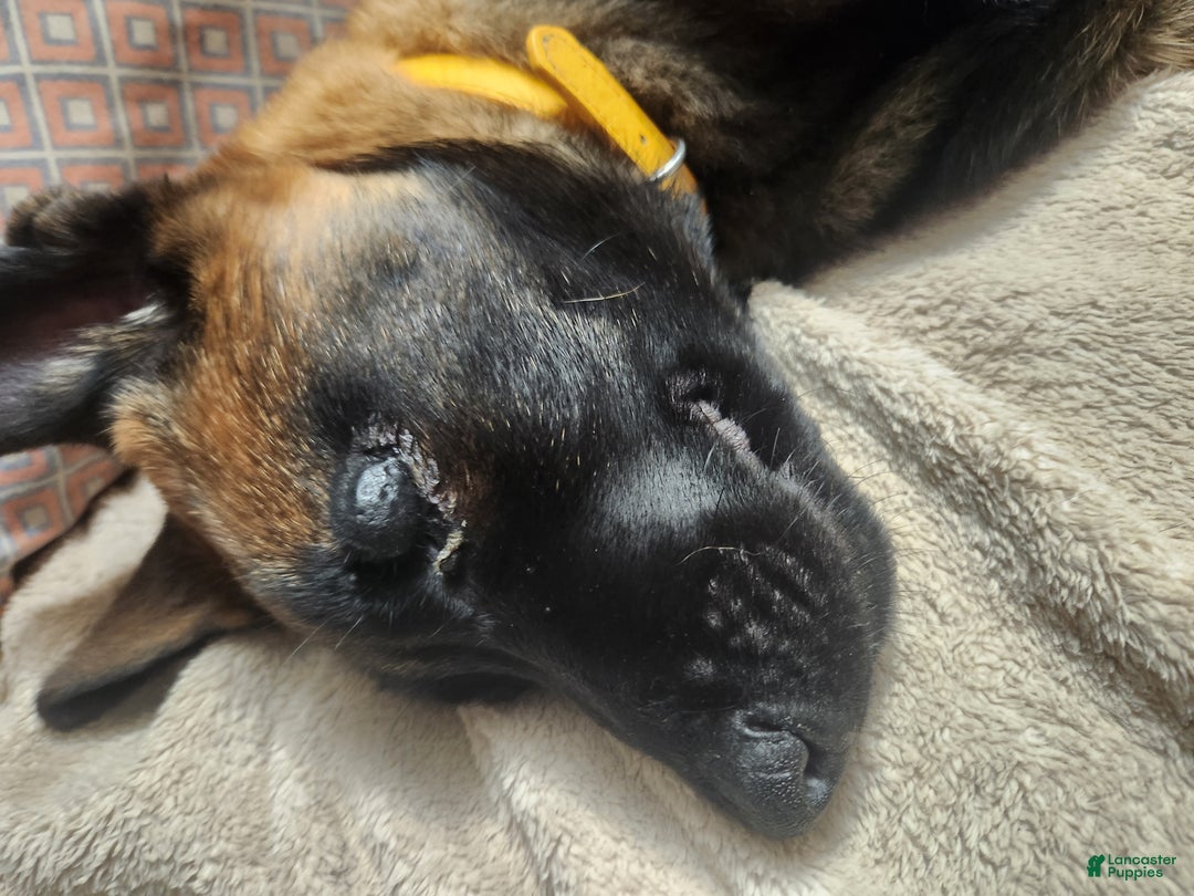 Belgian Malinois dogs for sale: Bee - Ad 4