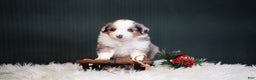 Miniature Australian Shepherd dogs for sale: Dustin - Ad 6