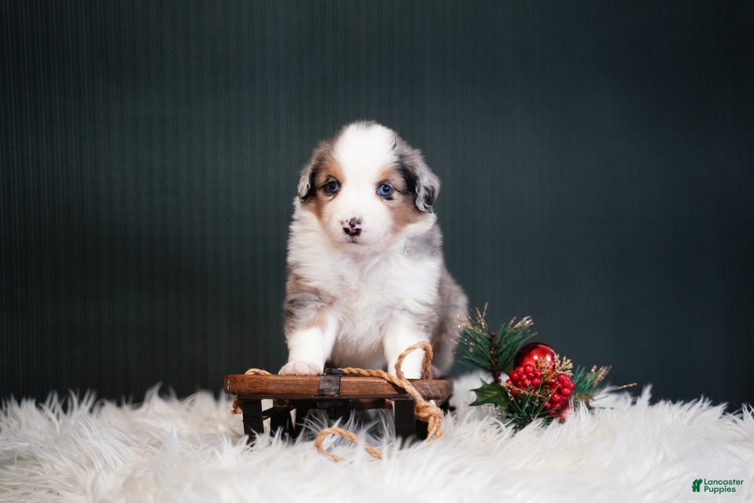 Miniature Australian Shepherd dogs for sale: Dustin - Ad 6