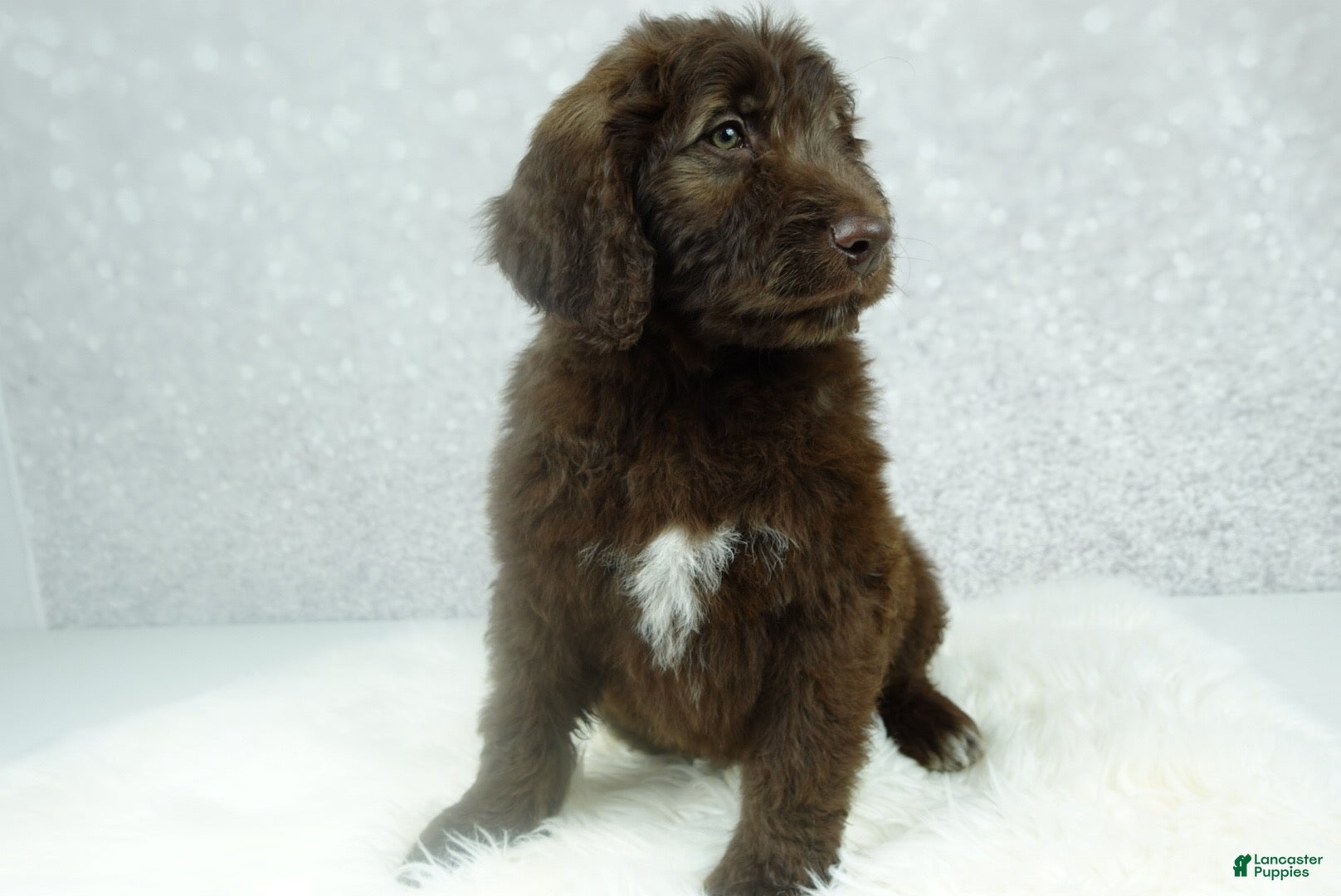 Newfypoo dogs Hunter - Ad 2