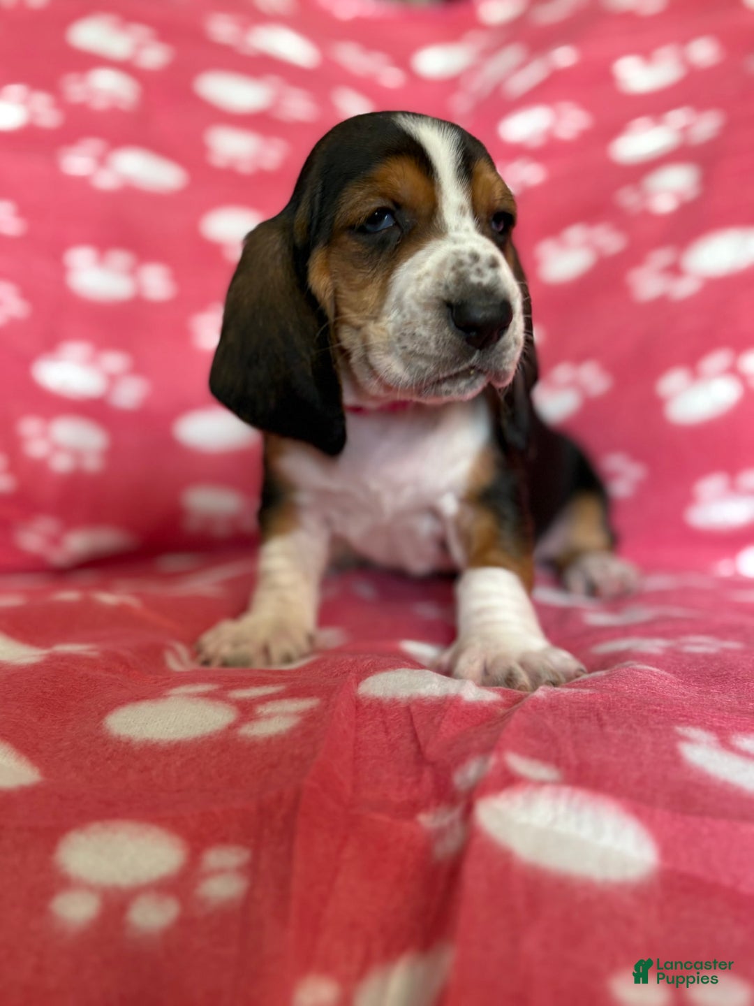 Hound Dog Breed Basset Hound Red Long Haired Basset Hound For Sale