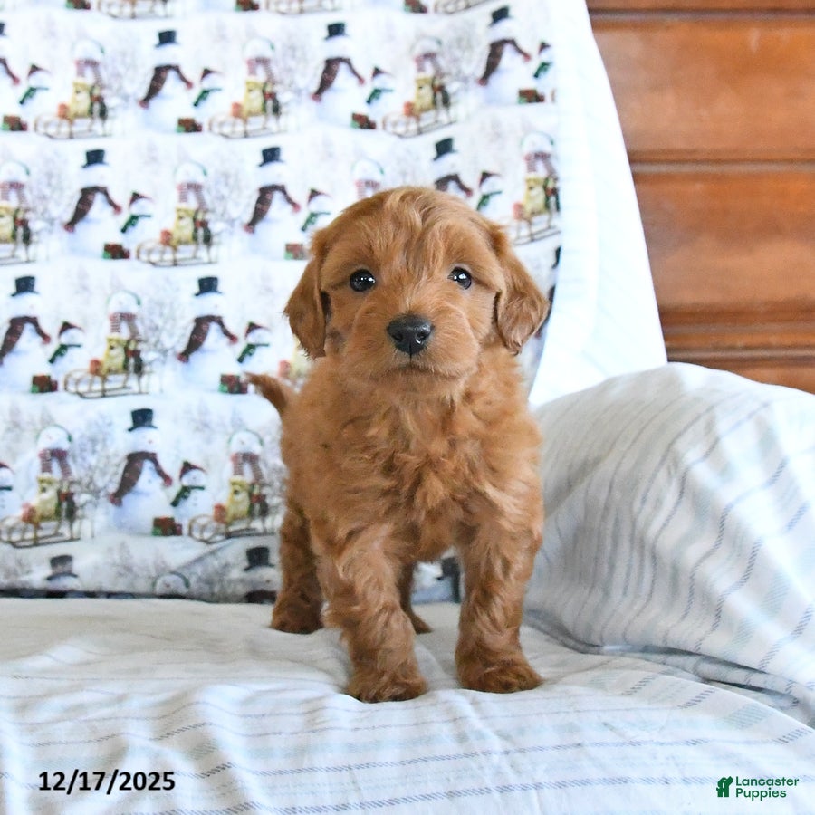 Mini Goldendoodle dogs Frisky - Ad 9