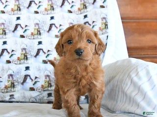 Mini Goldendoodle dogs Frisky - Ad 9
