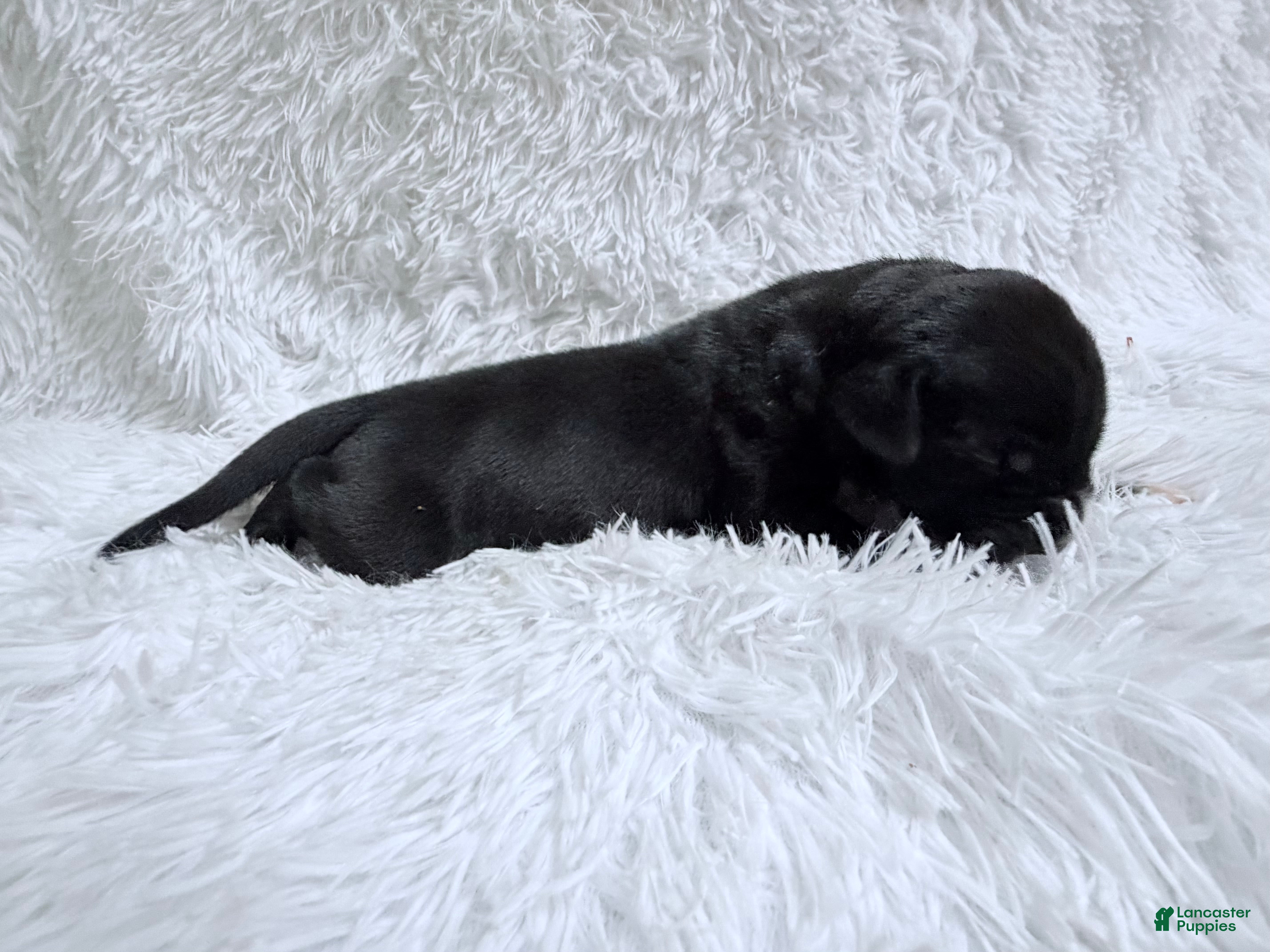 Great Dane dogs Bourbon - Ad 2
