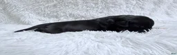 Great Dane dogs for sale: Bourbon - Ad 2