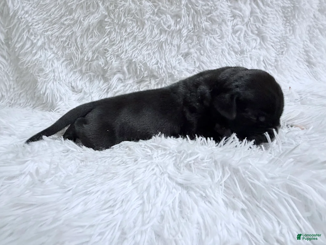 Great Dane dogs for sale: Bourbon - Ad 2