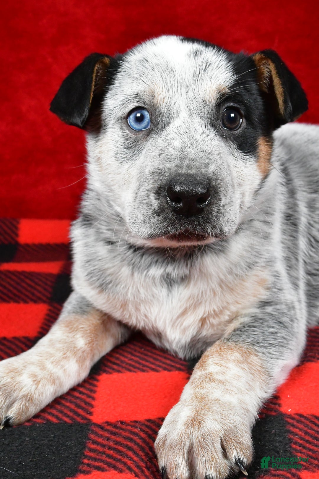 Australian Cattle Dog dogs for sale: Polly - Ad 9