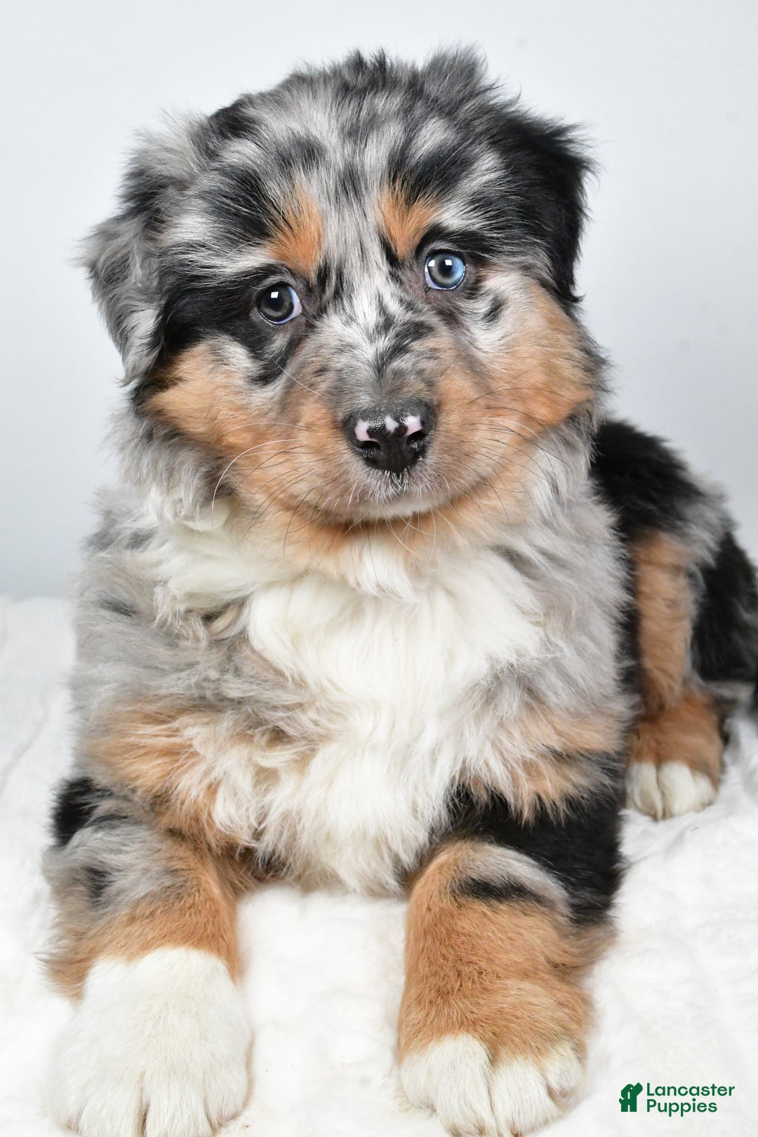 Australian Shepherd dogs for sale: Diesel - Ad 7