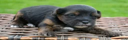 Yorkiepoo dogs for sale: Yorkiepoo Percy - Ad 5