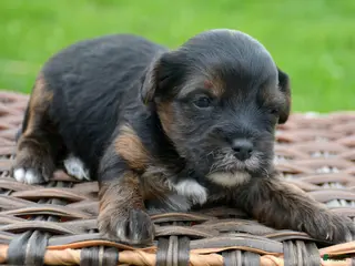 Yorkiepoo dogs Yorkiepoo Percy - Ad 31