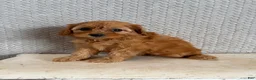 Cavapoo dogs for sale: Macy - Ad 5