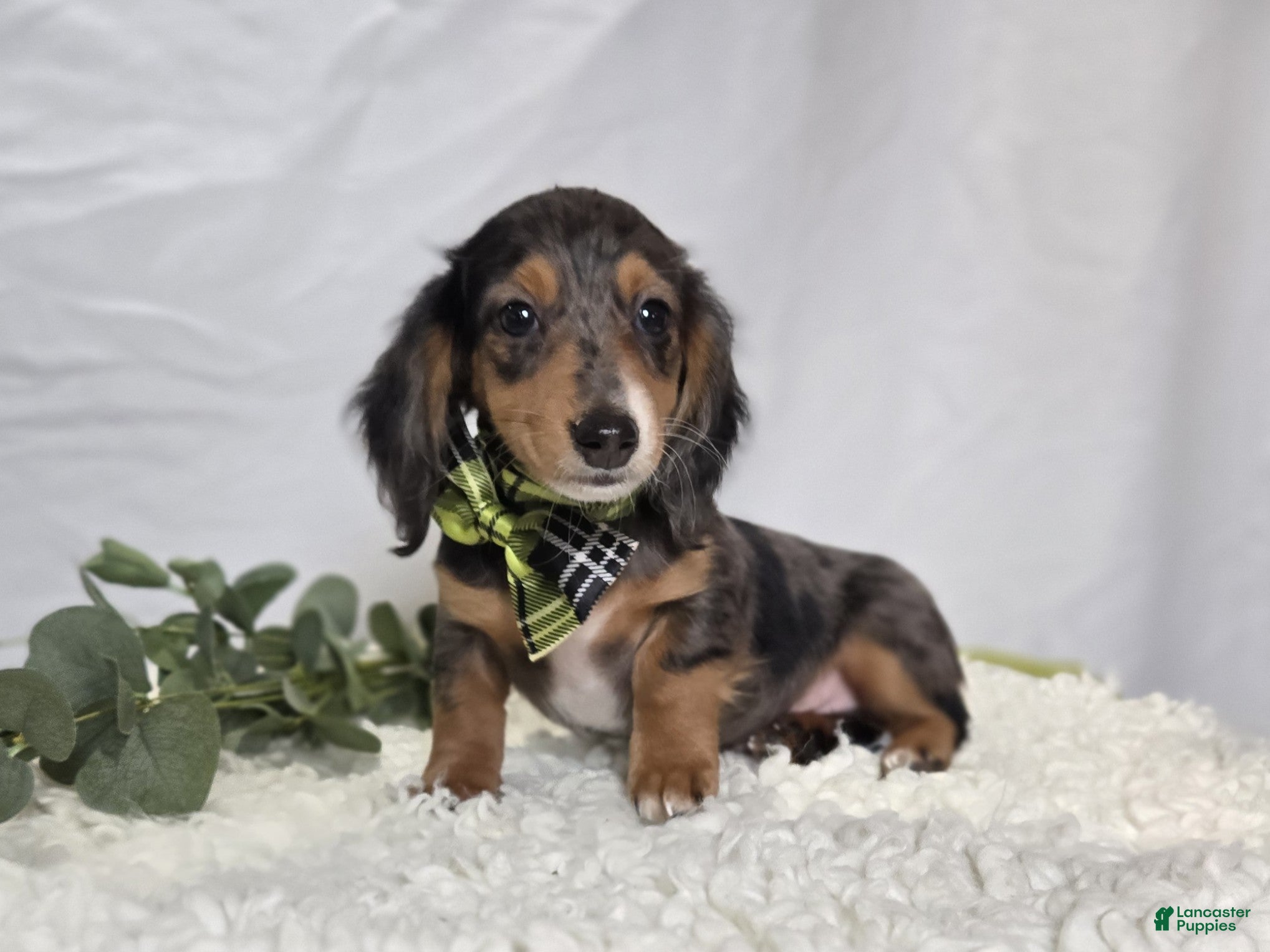 Miniature Dachshund dogs Kody - Ad 1
