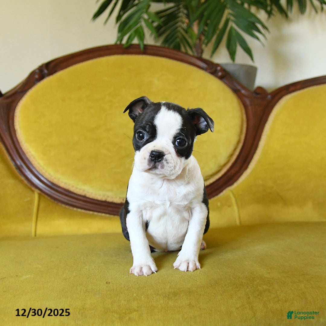 Boston Terrier dogs for sale: Dasher - Ad 9