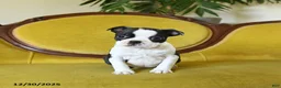 Boston Terrier dogs for sale: Dasher - Ad 24