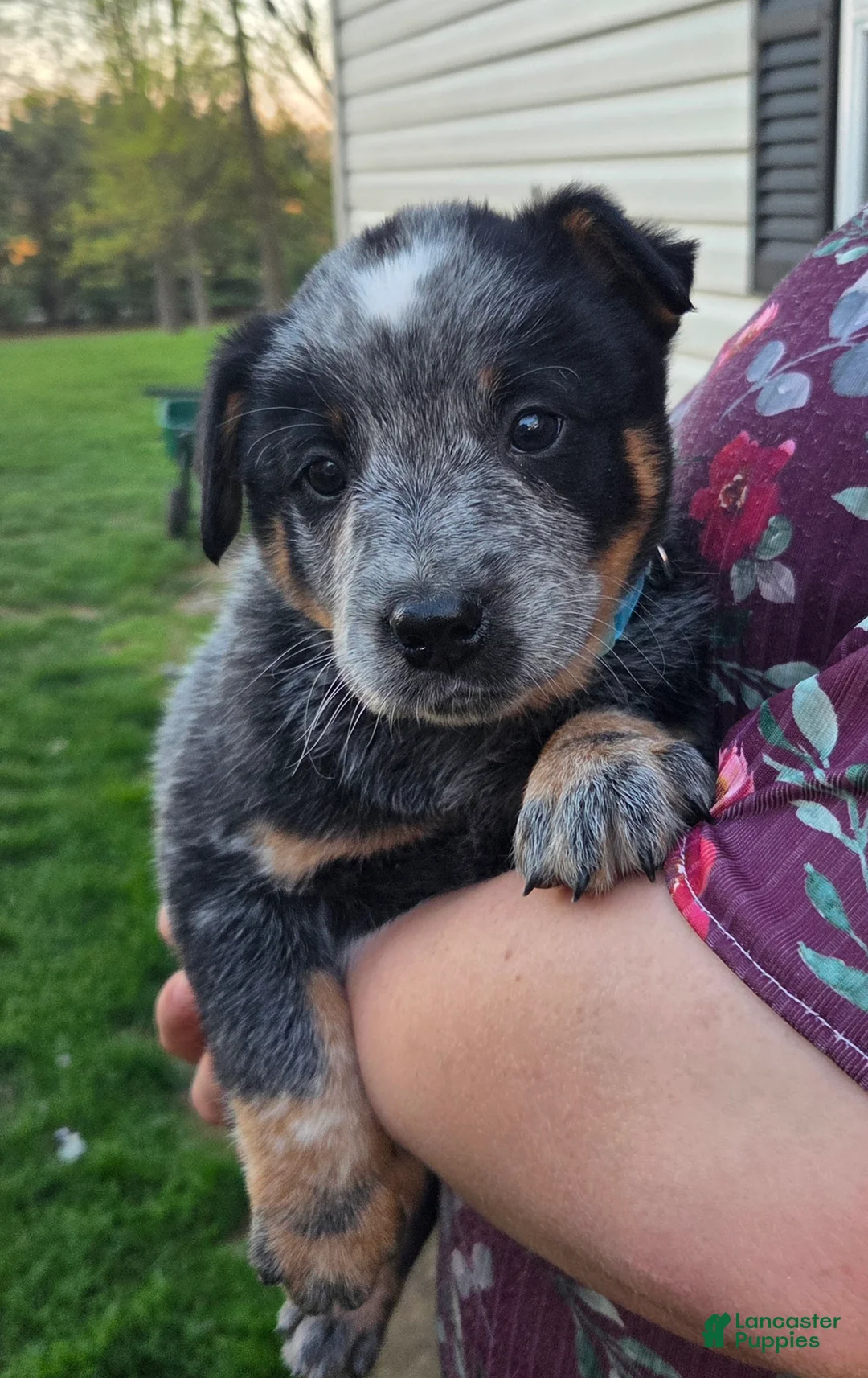 Australian Cattle Dog dogs for sale: Jingle - Ad 1