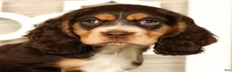 Cocker Spaniel dogs for sale: Thomas - Ad 6