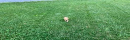 Chihuahua dogs for sale: Gidget - Ad 9
