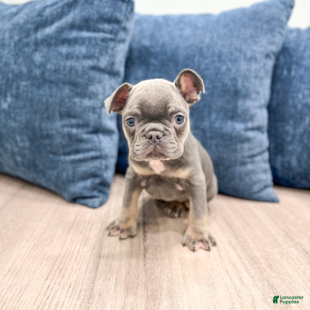 Mixed Breed dogs for sale: Paris - Ad 6