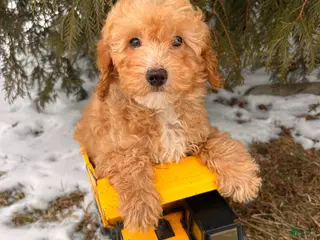 Miniature Poodle dogs Paxton - Ad 42