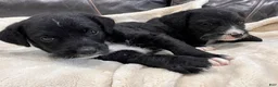 Mixed Breed dogs for sale: Girl 1 - Ad 1