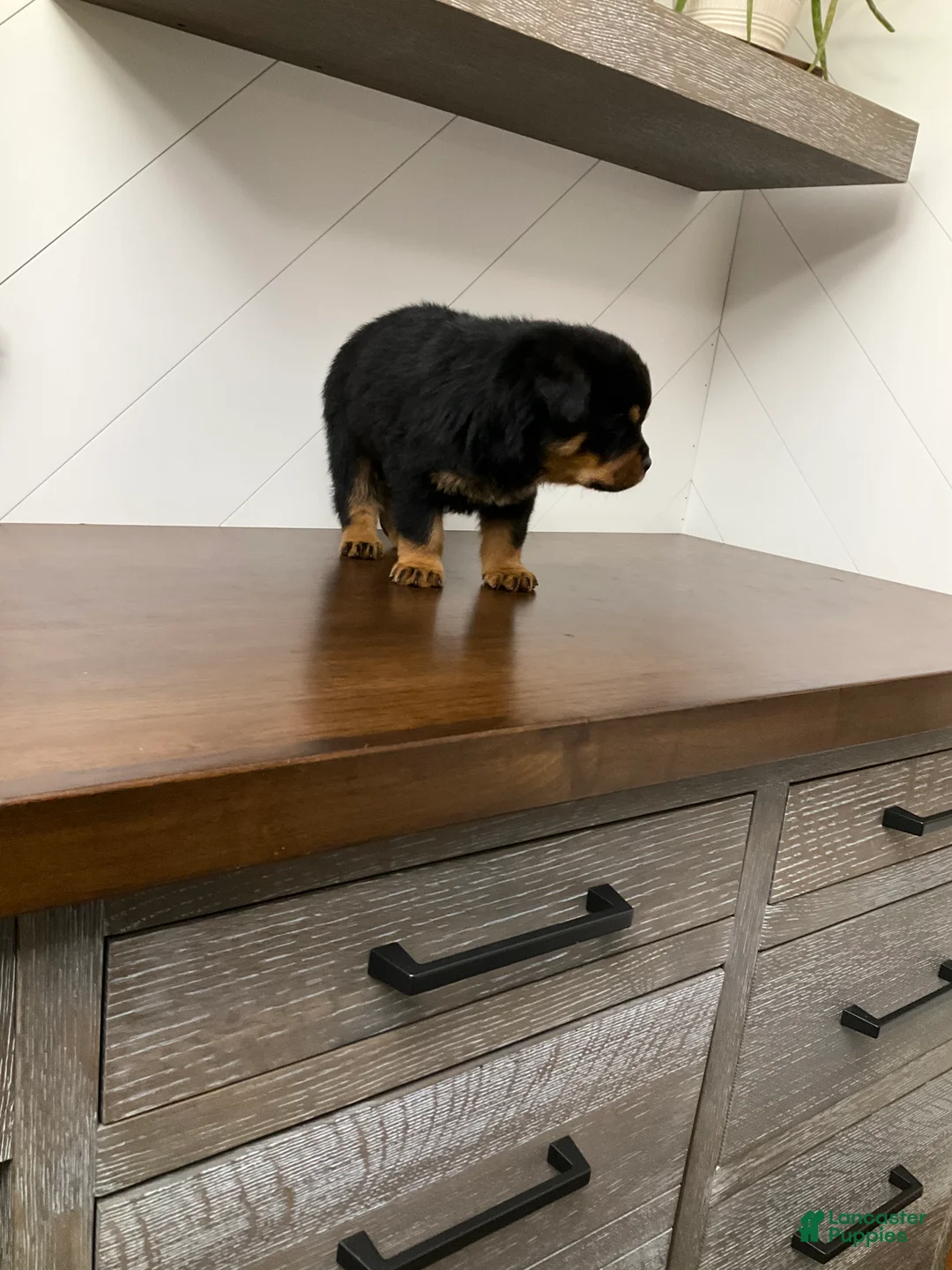 Rottweiler dogs for sale: Rottweiler Puppy 2 - Ad 3