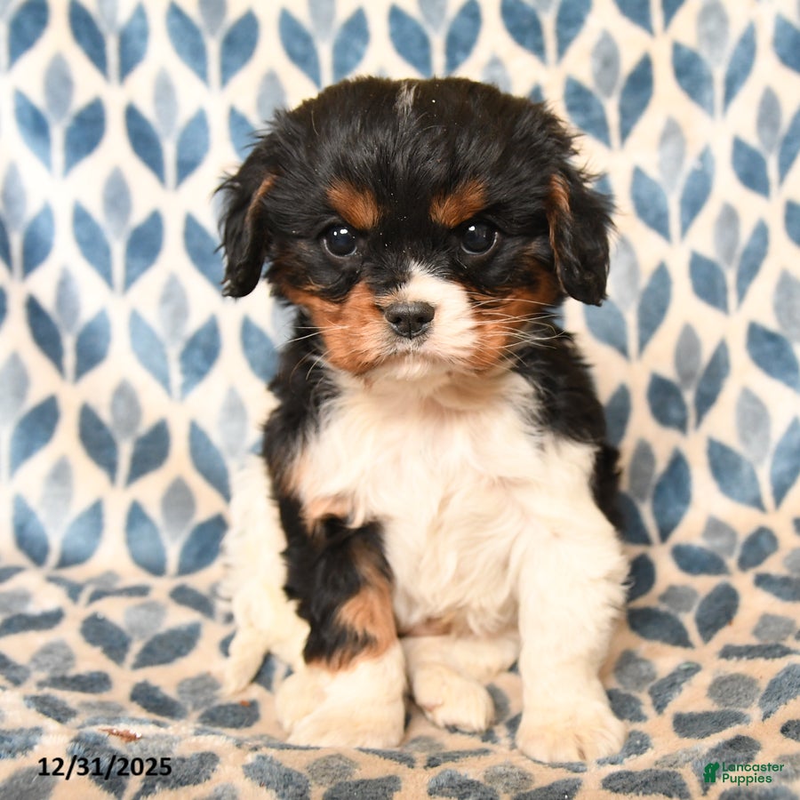 Cavalier King Charles Spaniel dogs Charlie - Ad 30