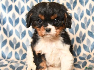 Cavalier King Charles Spaniel dogs Charlie - Ad 30