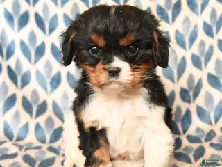Cavalier King Charles Spaniel dogs Charlie - Ad 17