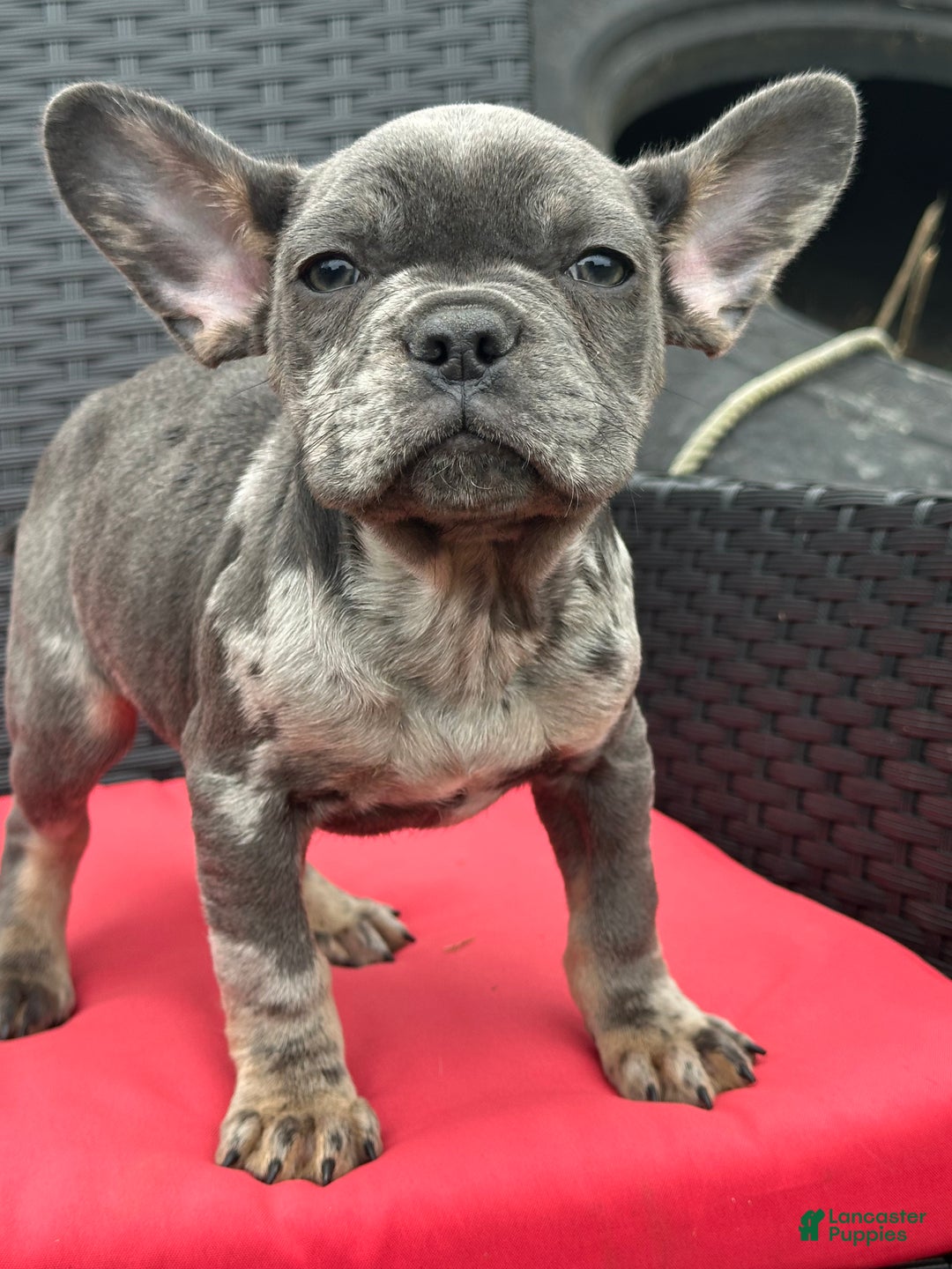 French Bulldog dogs for sale: Leo - Ad 1