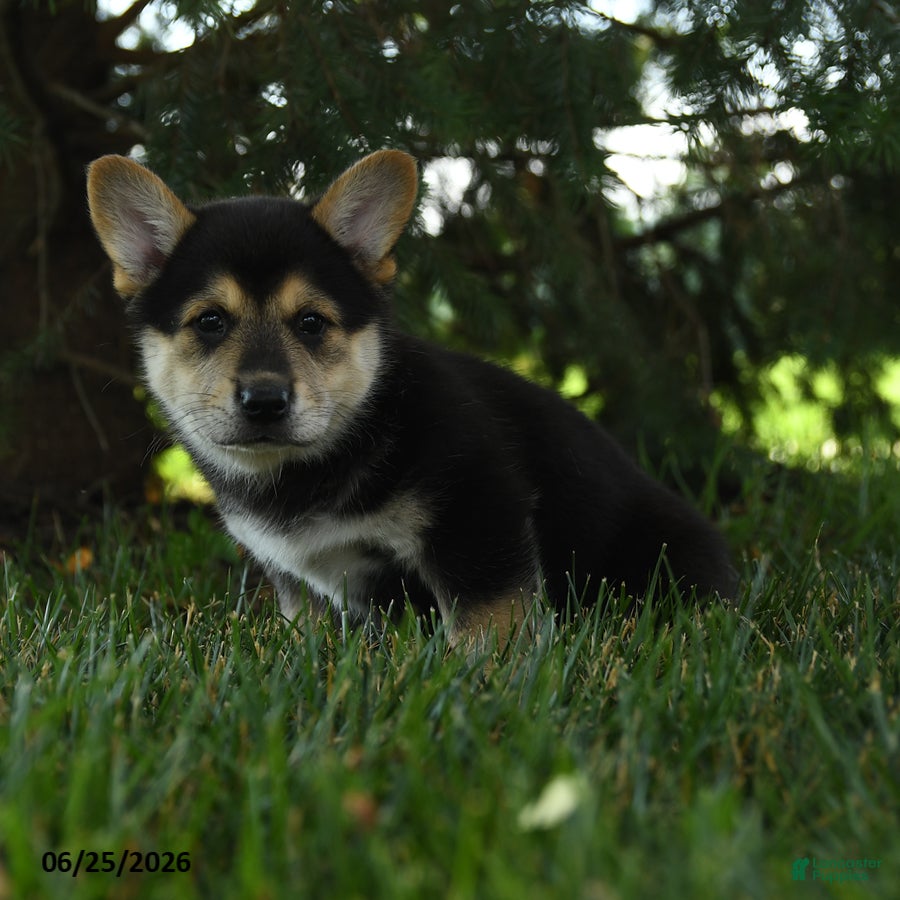 Mixed Breed dogs Archie - Ad 2