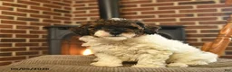Toy Poodle dogs for sale: Jade - Ad 2