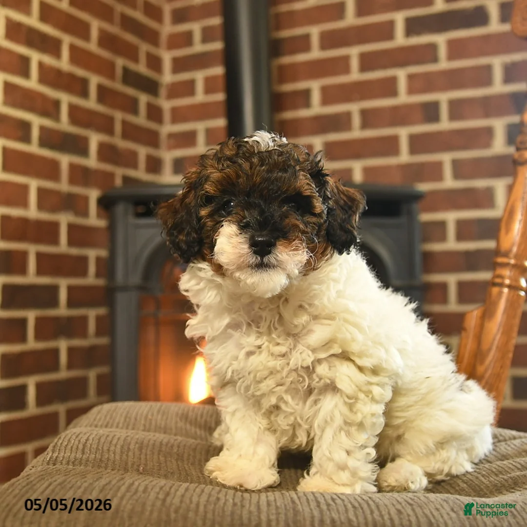 Toy Poodle dogs for sale: Jade - Ad 2