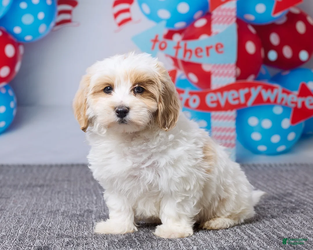 Maltipoo dogs for sale: Cooper - Ad 2