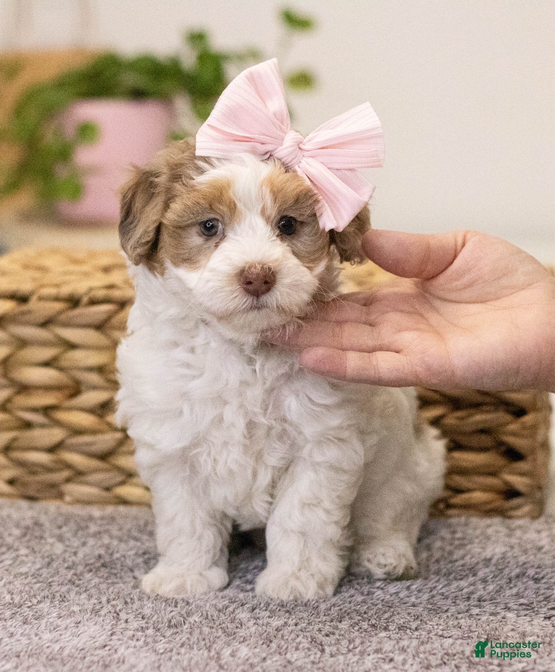 Mini Aussiedoodle dogs for sale: Mabel-petite size - Ad 7